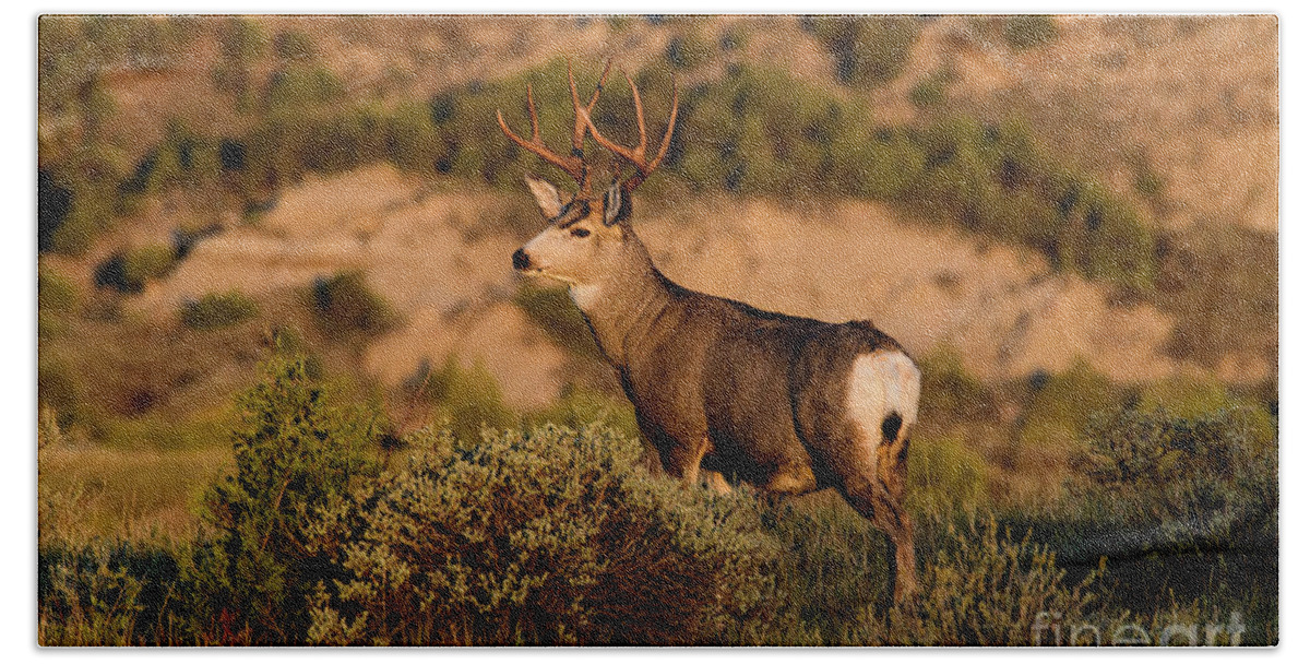 Muledeer Hand Towel featuring the photograph Badlands Muley - 2 by Jeffrey Schulz