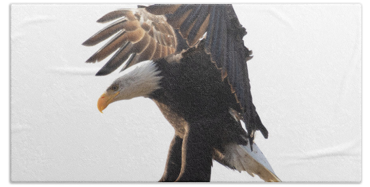 Bald Eagle Hand Towel featuring the photograph Bald Eagle Landing by Patrick Nowotny
