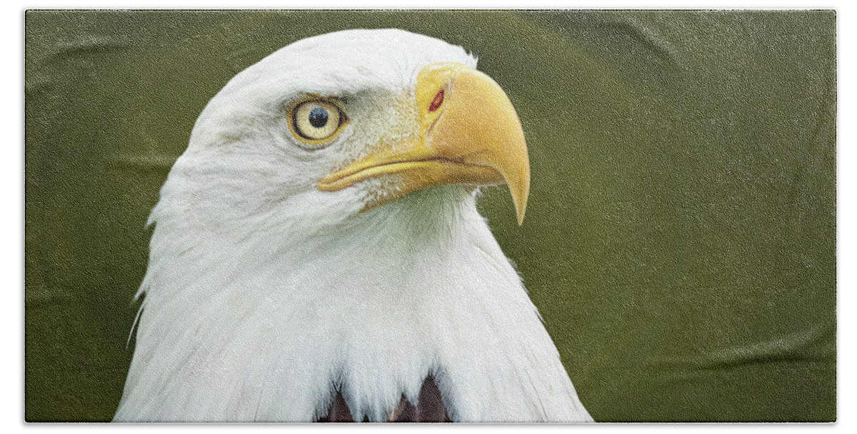 Eagles Bath Towel featuring the photograph Bald Eagle portrait by Joseph Miko