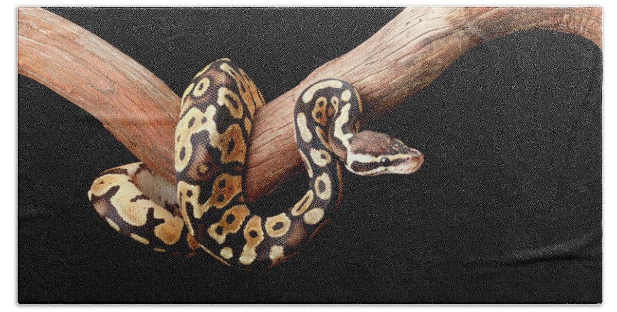 Animals Hand Towel featuring the photograph Ball Python On Branch by David Kenny