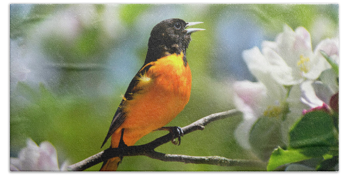 Baltimore Oriole Hand Towel featuring the photograph Baltimore Oriole Bird by Christina Rollo