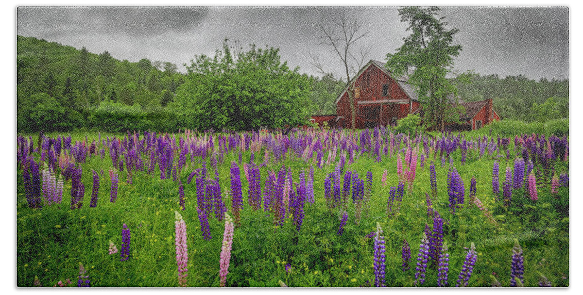 Vermont Bath Towel featuring the photograph Barn and Lupines in the Rain by Tim Kirchoff
