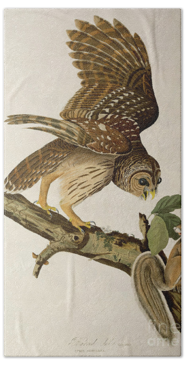 Bird Hand Towel featuring the photograph Barred Owl, From 'birds Of America' by John James Audubon