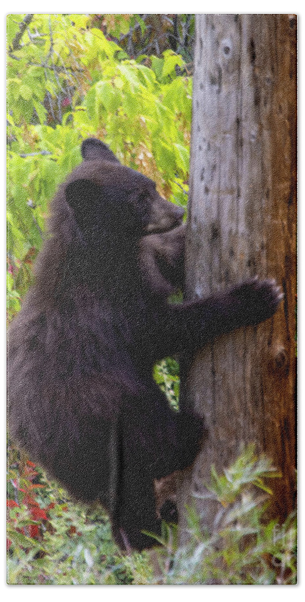 Art Prints Hand Towel featuring the photograph Bear Cub Climbing by Steven Krull