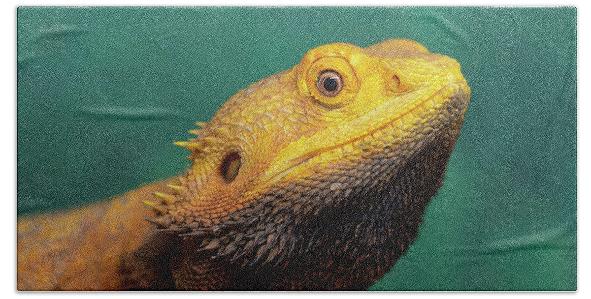Bearded Dragon Hand Towel featuring the photograph Bearded Dragon 2 by Steev Stamford