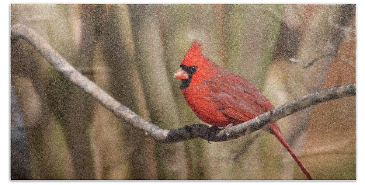 Birds Bath Towel featuring the photograph Beautiful Male Cardinal by Trina Ansel