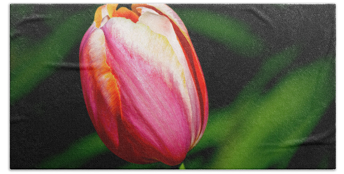 Pretty Red Tulip Hand Towel featuring the photograph Beauty In Red by Az Jackson