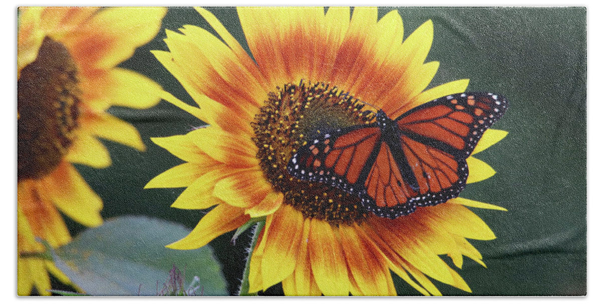 Flowers Hand Towel featuring the photograph Beautiful Sunflower with Monarch Butterfly by Trina Ansel