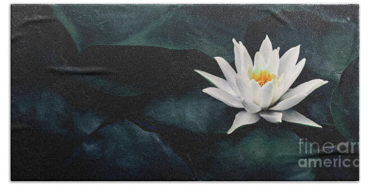 Lotus Bath Towel featuring the photograph Beautiful white lotus flower closeup. Exotic water lily flower o by Jelena Jovanovic