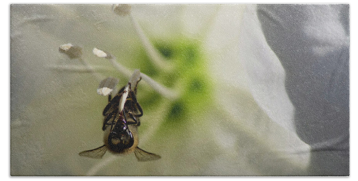 Datura Bath Towel featuring the photograph Bee in Datura by Jonathan Thompson