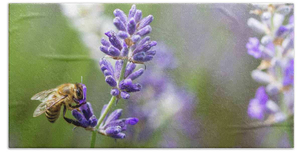 Bee Hand Towel featuring the photograph Bee on Lavender by Rebecca Cozart