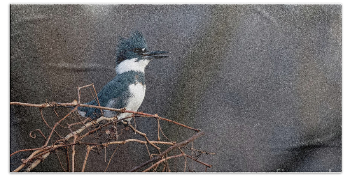 Kingfisher Bath Towel featuring the photograph Belted KingFisher by Sam Rino
