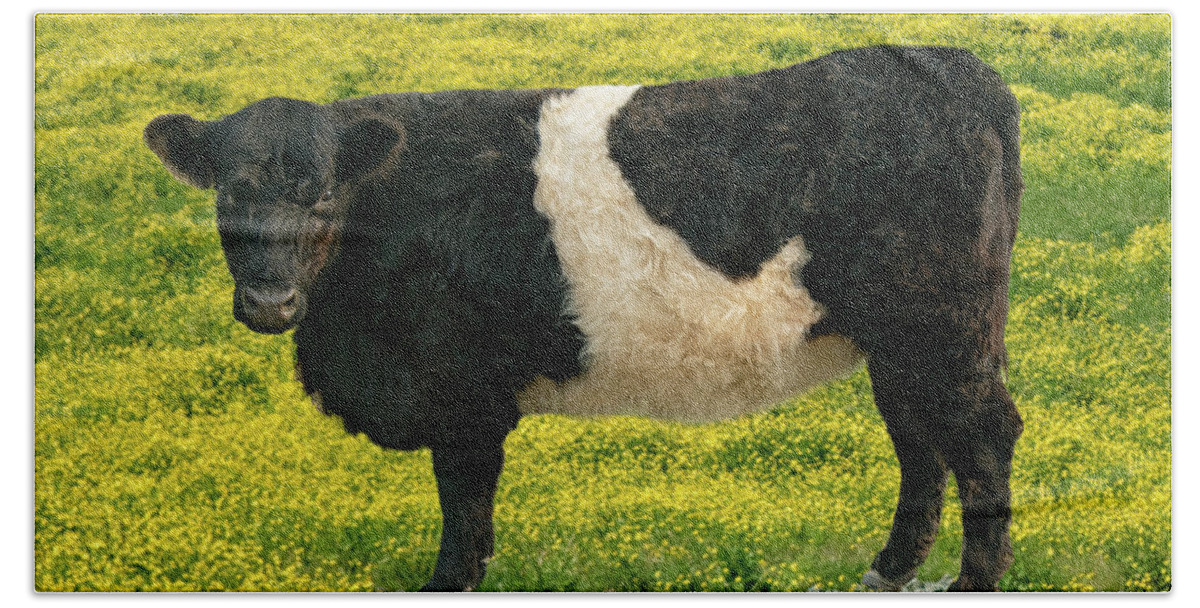 Belted Galloway Bath Towel featuring the photograph Beltie in Buttercups by Minnie Gallman