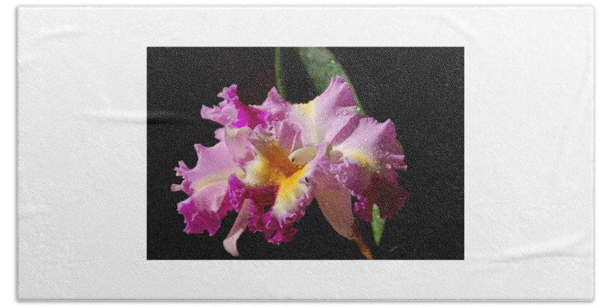 Orchid Hand Towel featuring the photograph Best Cattleya by Nancy Ayanna Wyatt