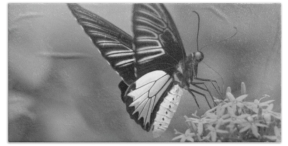 Disk1215 Hand Towel featuring the photograph Birdwing Butterfly Feeding by Tim Fitzharris