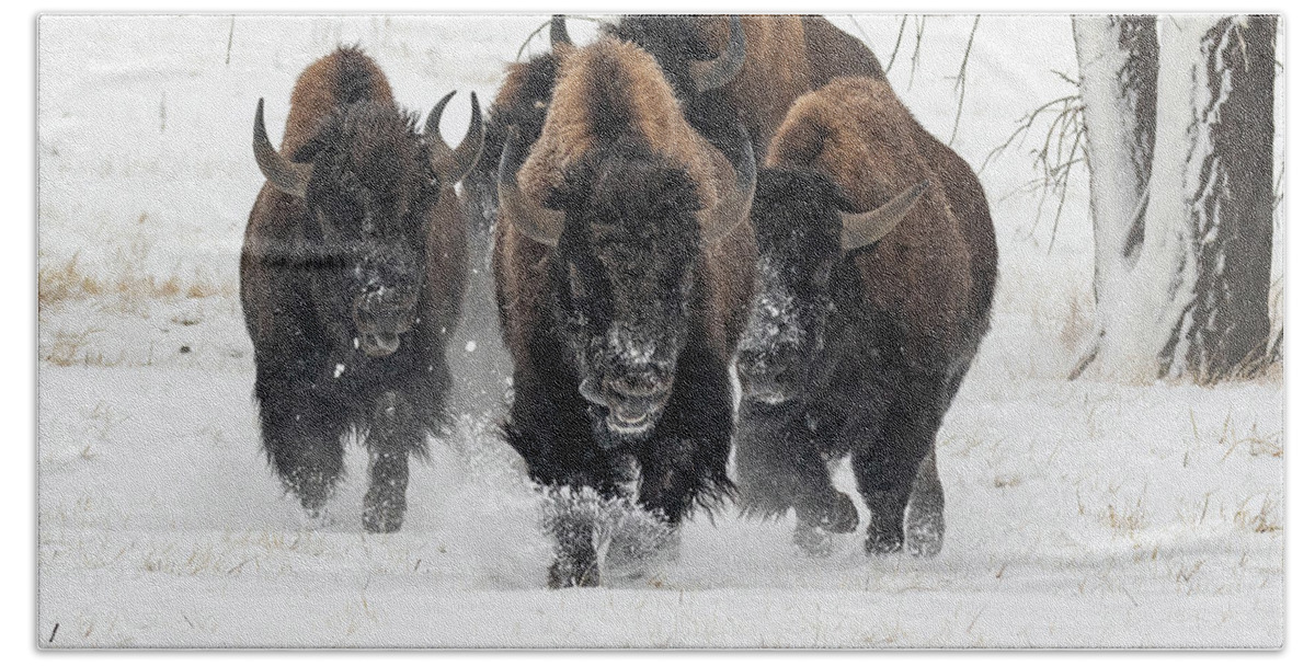 Bison Bath Towel featuring the photograph Bison Bulls Run In The Snow by Tony Hake