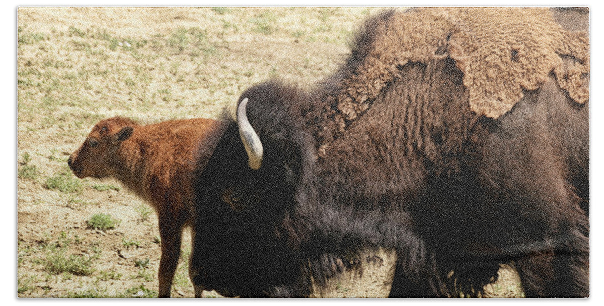Buffalo Bath Towel featuring the photograph Bison in North Dakota by Ryan Crouse