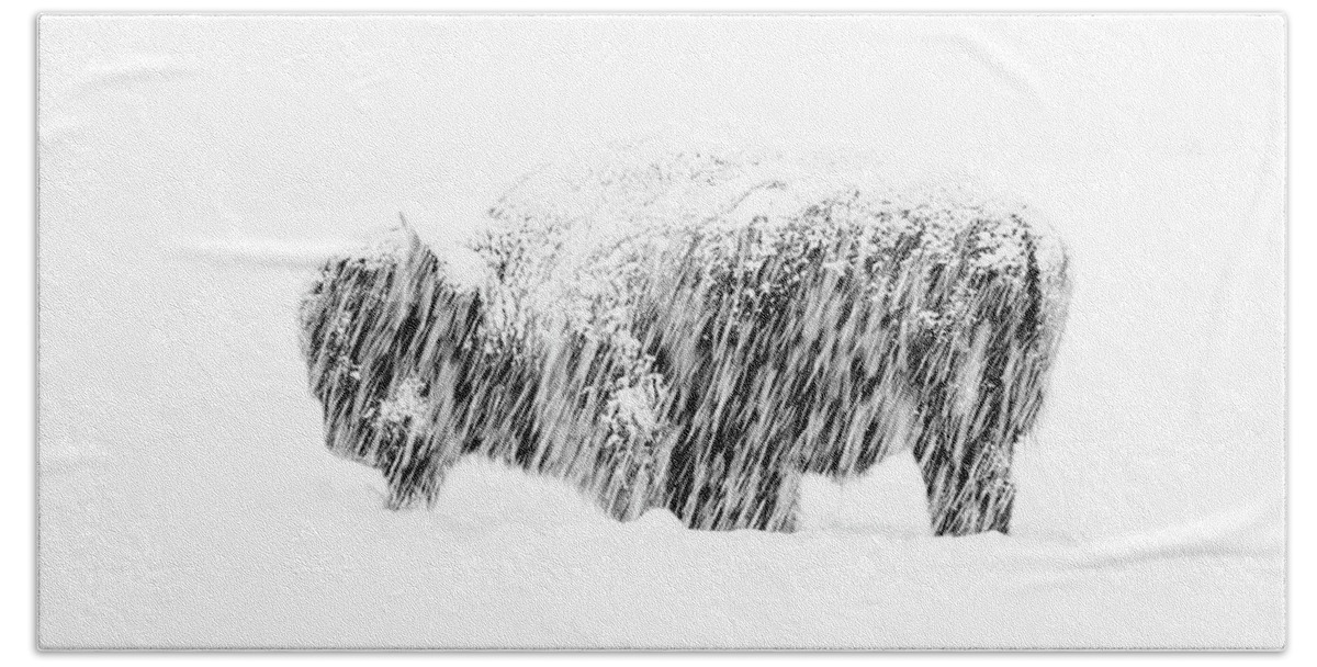 American Bisonbison Bisonnorth Americausaunited States Of Americawyomingyellowstone National Parkanimalbrownmammalnatureungulatewildlifewintersnowmax Waughyellowstone18win Buffalo Wildlife Photographer Of The Year Wpy55 Snow Exposure Hand Towel featuring the photograph Bison in Painted Snow by Max Waugh