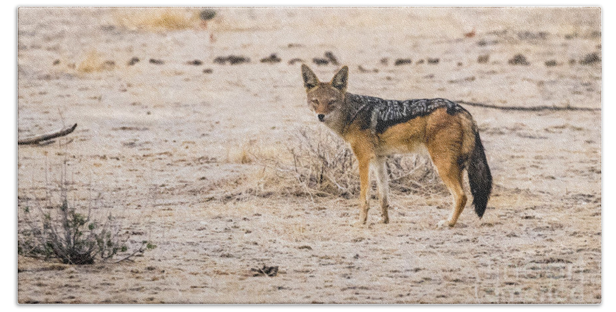 Jackal Bath Towel featuring the photograph Black backed jackal, Namibia by Lyl Dil Creations