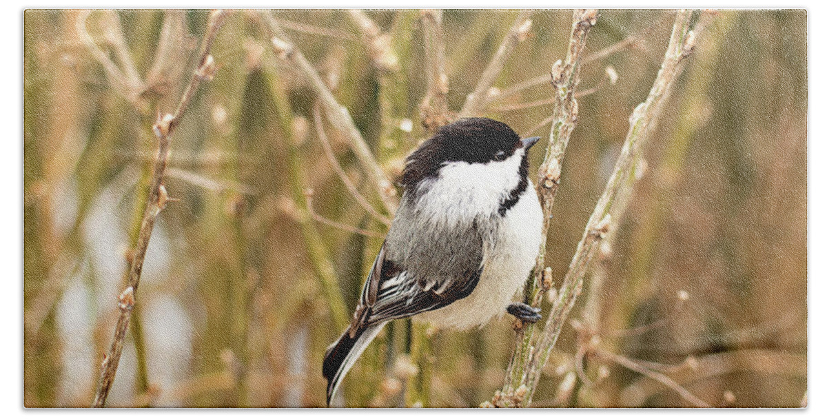 Black Capped Chickadee Bath Towel featuring the photograph Black Capped Chickadee Print by Gwen Gibson
