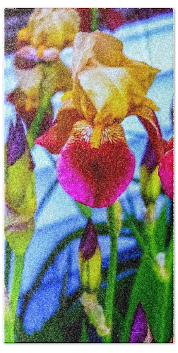 # Blatant Iris# Flowers#season# Spring # Tall# Bearded# Nature #colors # Yellow # Burgundy # Orange #leaves#green # Photography # (c)maryleeparker Mug # Weekend Tote # Shower Curtain #! Duvet Cover # Framed # Print#!greeting Card# Metal # Wood# Yoga Mat # Blanket #  Tapestry # T Stirt# Phone Case# Battery Case# Beach Towel # Tote Bag # Pouch# Round Towel# Notebook Bath Towel featuring the photograph Blatant Iris by MaryLee Parker