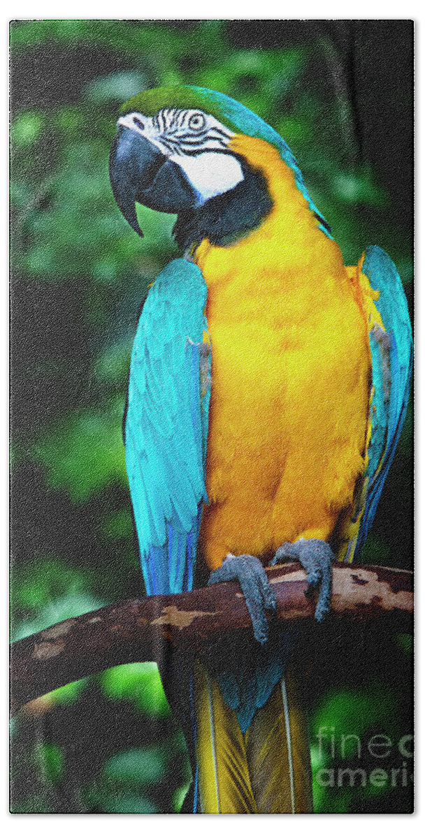 Blue And Gold Macaw Bath Towel featuring the photograph Blue and Gold Macaw by David Millenheft