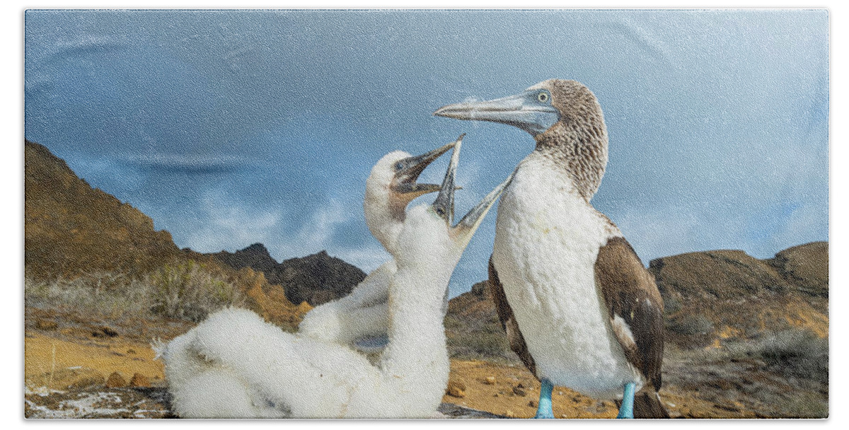 Animal Bath Towel featuring the photograph Blue-footed Booby With Begging Chicks by Tui De Roy