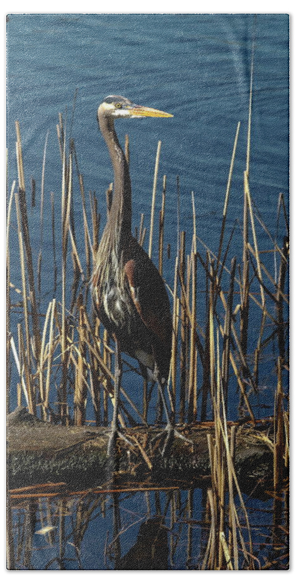 Alex Lyubar Bath Towel featuring the photograph Blue Heron in the reeds by Alex Lyubar by Alex Lyubar
