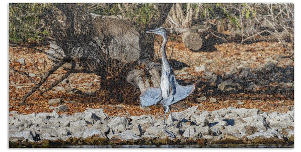 Blue Heron Bath Towel featuring the photograph Blue Heron Sunning by David Wagenblatt