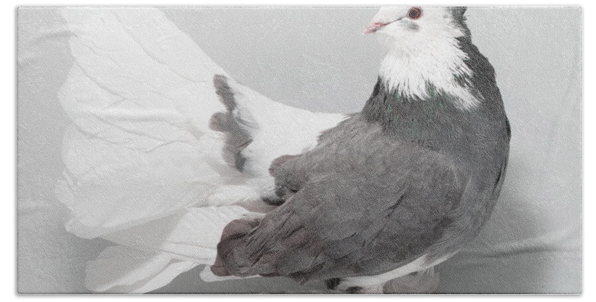 Pigeon Hand Towel featuring the photograph Blue Indian fantail pigeon by Nathan Abbott