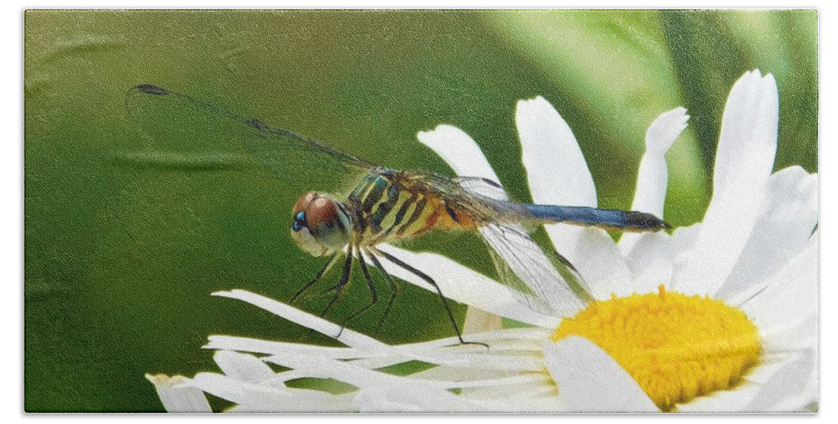 - Blue Tailed Dragonfly On A Daisy Hand Towel featuring the photograph - Blue Tailed Dragonfly On a Daisy by THERESA Nye