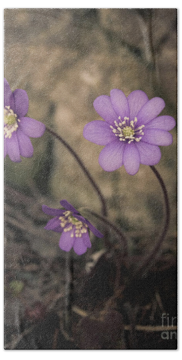 Common Hand Towel featuring the photograph Blue violet anemone flower growing in a stone wall by Amanda Mohler