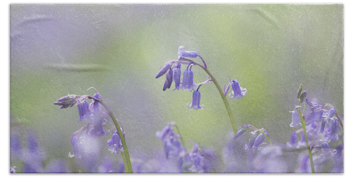  Hand Towel featuring the photograph Bluebells by Anita Nicholson