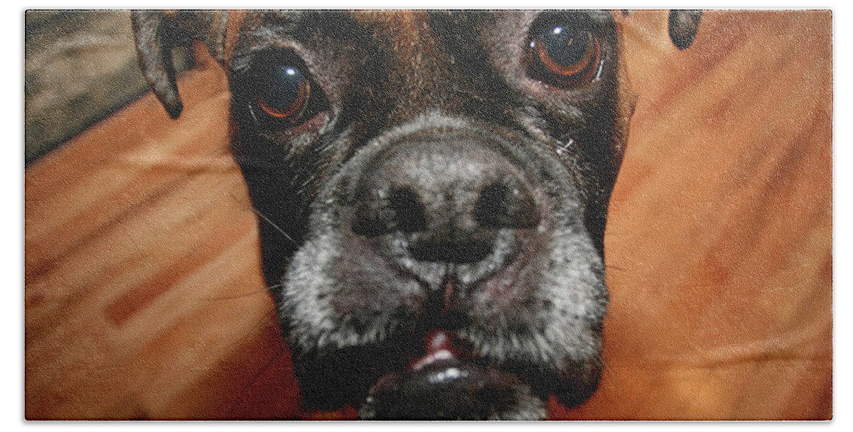 Boxer Hand Towel featuring the photograph Boxer Head Shot by Rich Collins