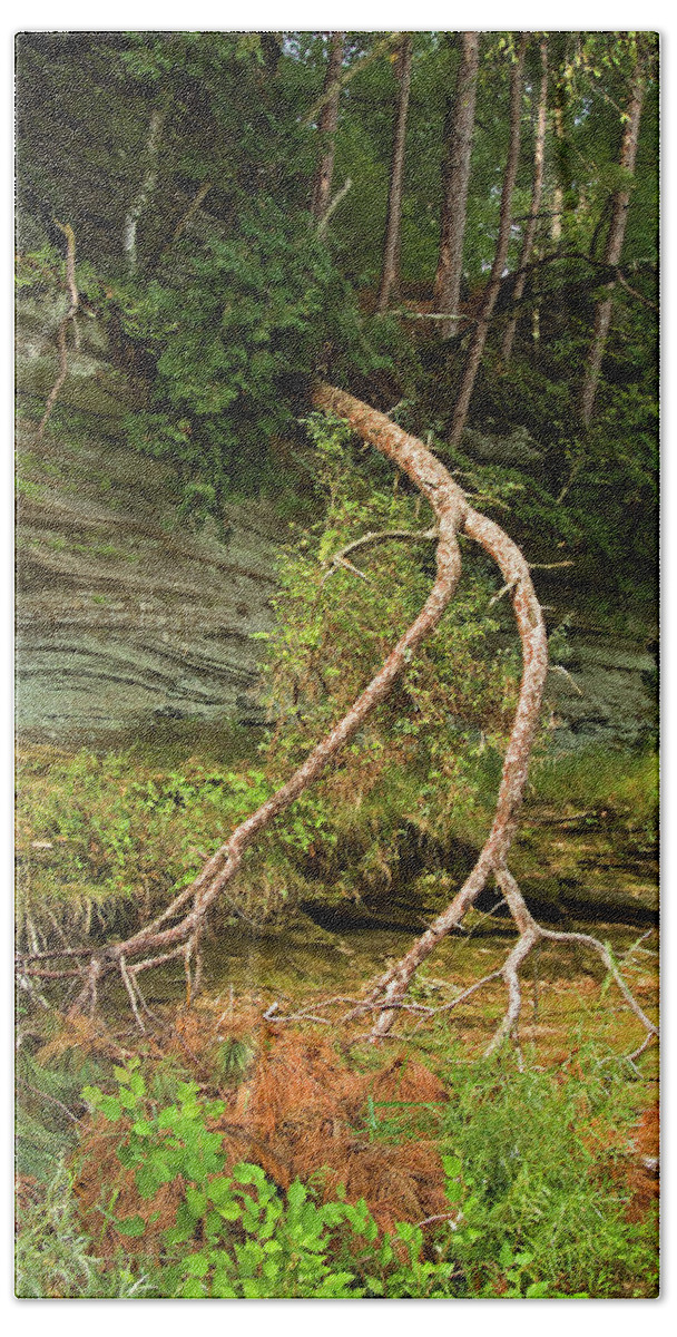 Tree Hand Towel featuring the photograph Branch along the Wisconsin River by Thomas Firak