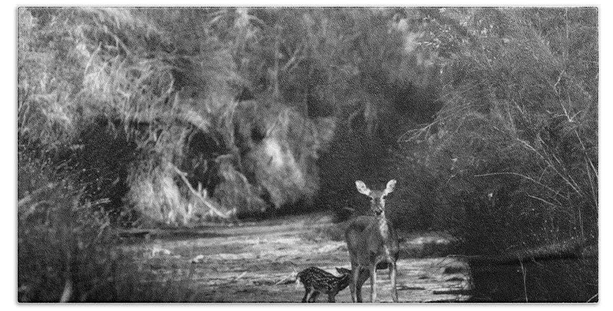 Richard E. Porter Bath Towel featuring the photograph Breakfast - Deer, Palo Duro Canyon State Park, Texas by Richard Porter