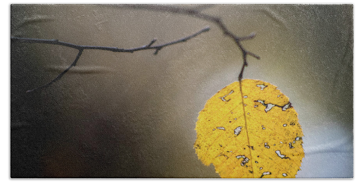 Fall Bath Towel featuring the photograph Bright Fall Leaf 7 by Michael Arend