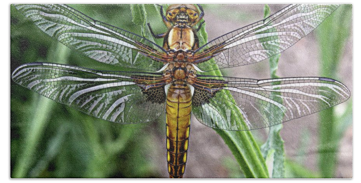 Broad Bodied Chaser Hand Towel featuring the photograph Broad bodied chaser by Martin Smith