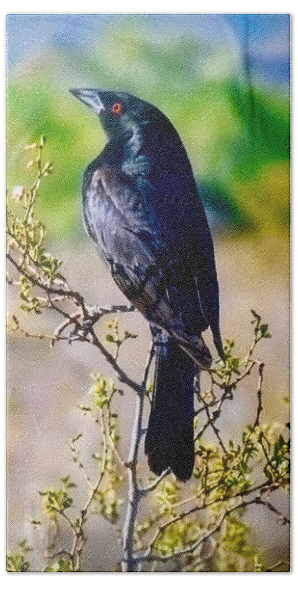 Arizona Hand Towel featuring the photograph Bronzed Cowbird on Creosote by Judy Kennedy