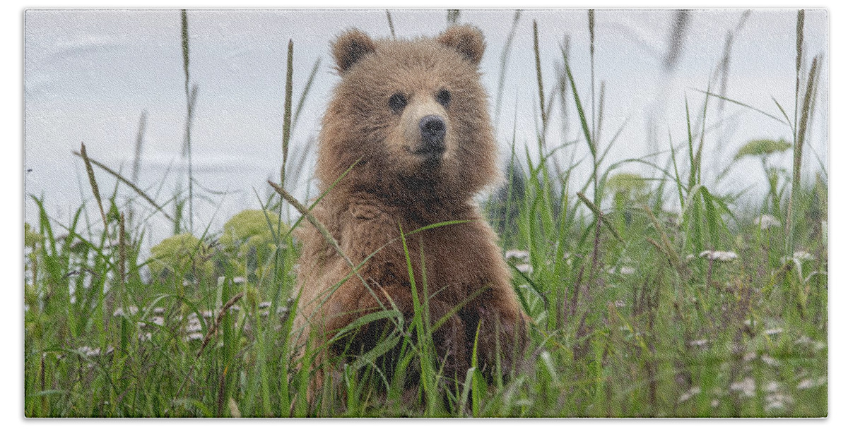 Bear Bath Towel featuring the photograph Brown Bear Cub in a Meadow by Mark Hunter