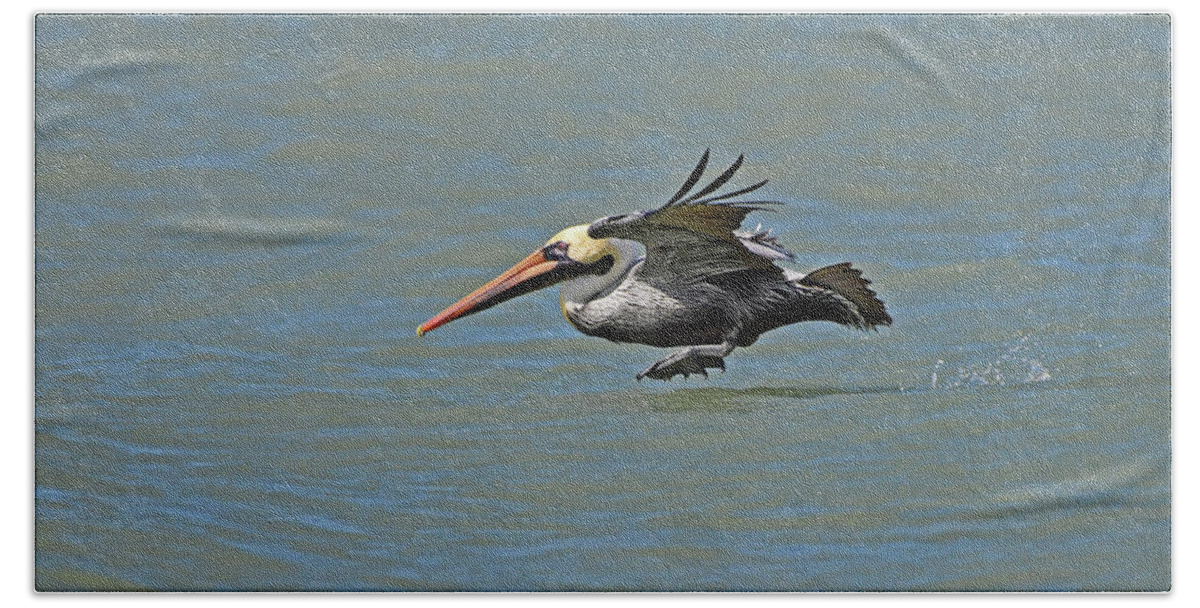 Brown Pelican Hand Towel featuring the photograph Brown Pelican Gliding by Ken Stampfer