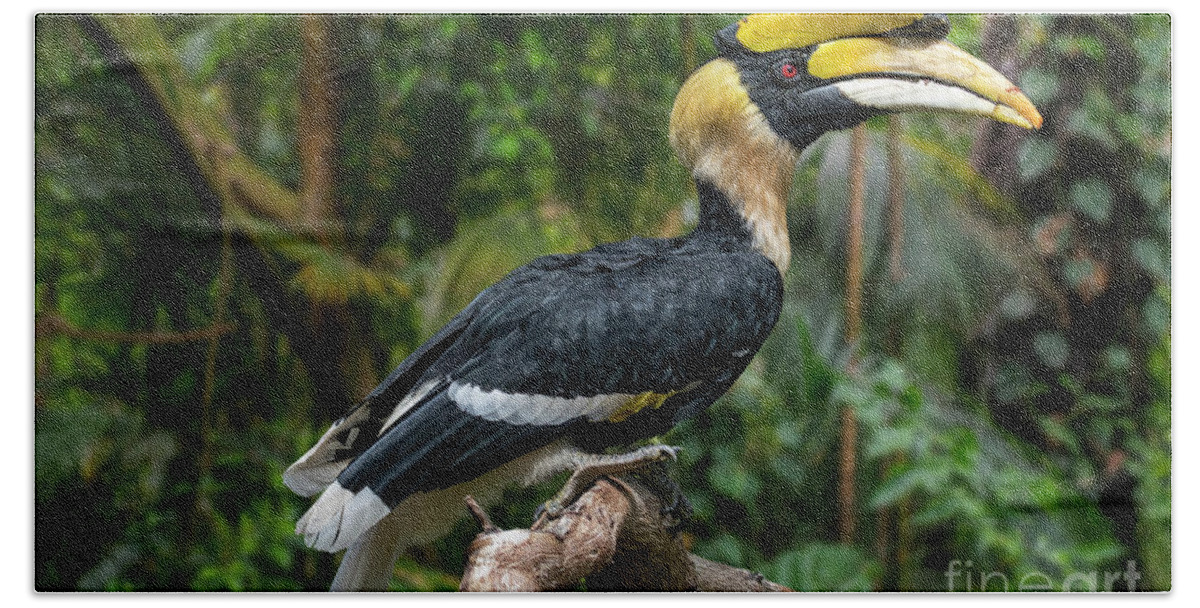 Great Hornbill Hand Towel featuring the photograph Buceros bicornis by Arterra Picture Library