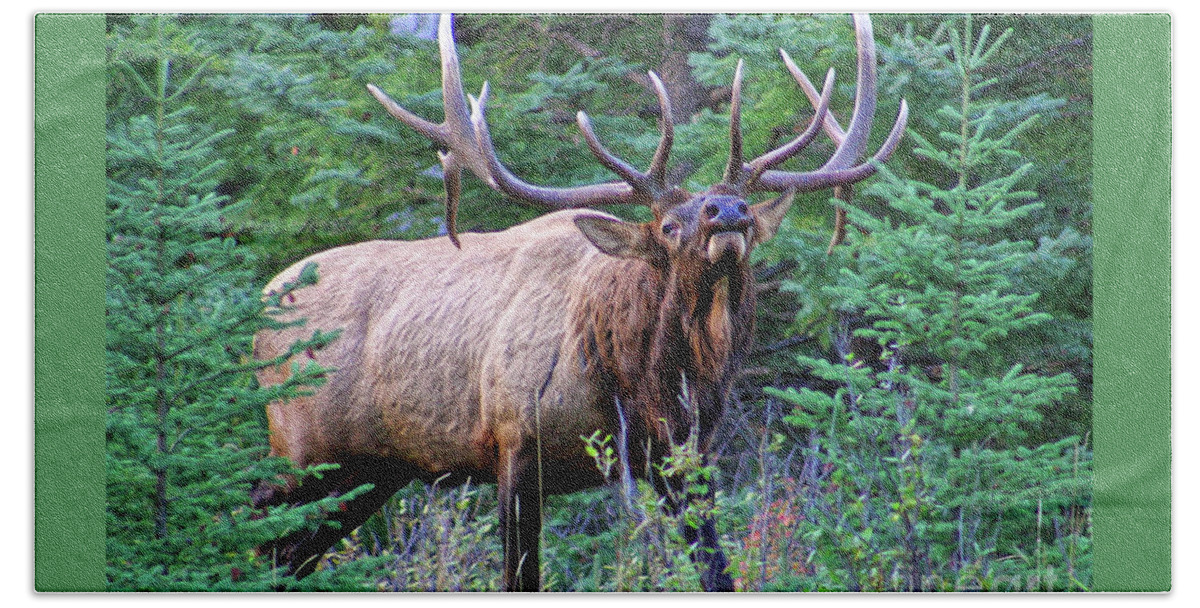 Old Large Gigantic Bath Towel featuring the photograph Bull elk posturing and ready to fight all comers, during the heat of the rut, breeding time by Robert C Paulson Jr