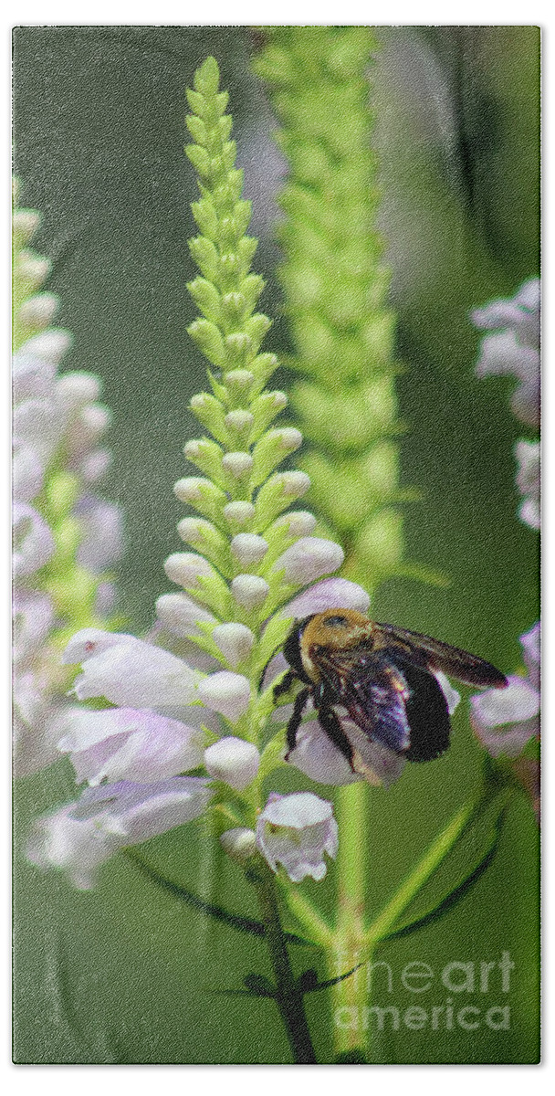 Bumblebee Bath Towel featuring the photograph Bumblebee on Obedient Flower by Karen Adams