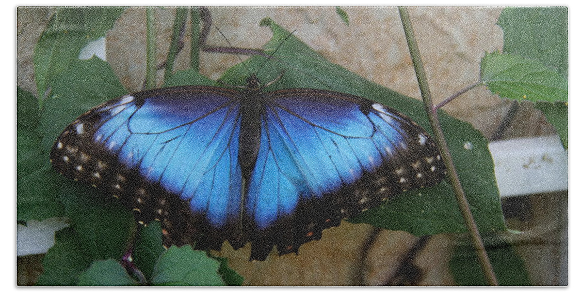 Butterfly Bath Towel featuring the photograph Butterfly - Blue Morpho by Richard Krebs