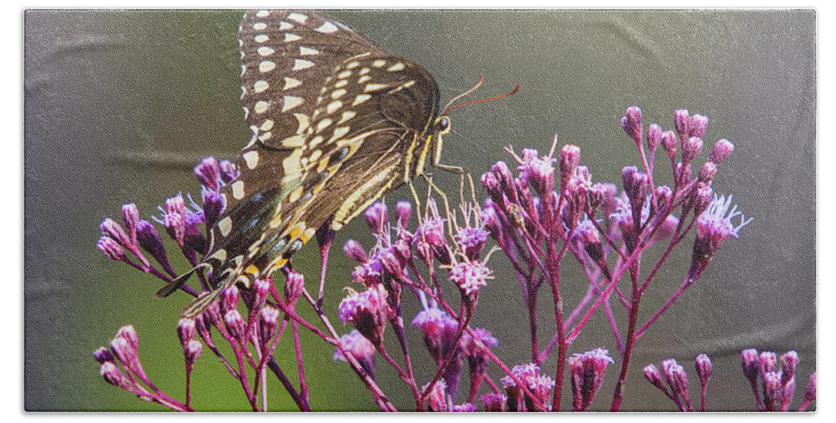 Butterfly Bath Towel featuring the photograph Butterfly on Wild Flowers by Bob Decker