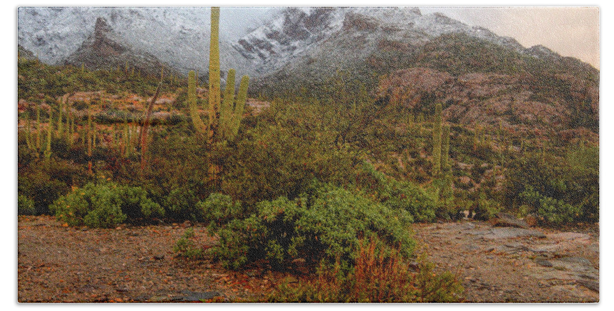 Tucson Bath Towel featuring the photograph Cactus and Snowy Catalinias by Chance Kafka