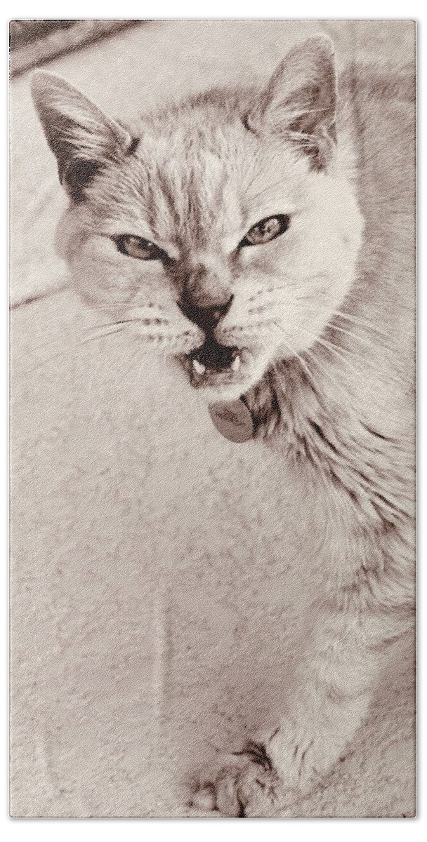 Coco Hand Towel featuring the photograph Call of the Wild Hangry Cat Too by Debra Grace Addison