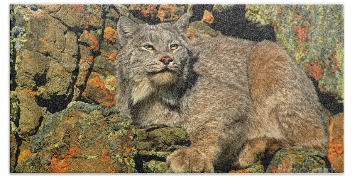 Canadian Lynx Bath Towel featuring the photograph Canadian Lynx on Lichen-covered Cliff Endangered Species by Dave Welling