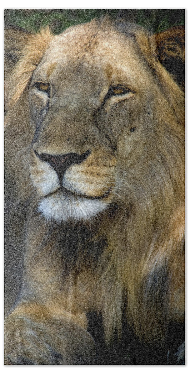 Cape Hand Towel featuring the photograph Cape Lion by Niassa Lion Project